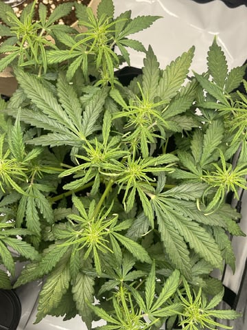 3x3 Grow — flower, day 8