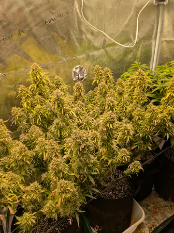 first grow — flower, day 86