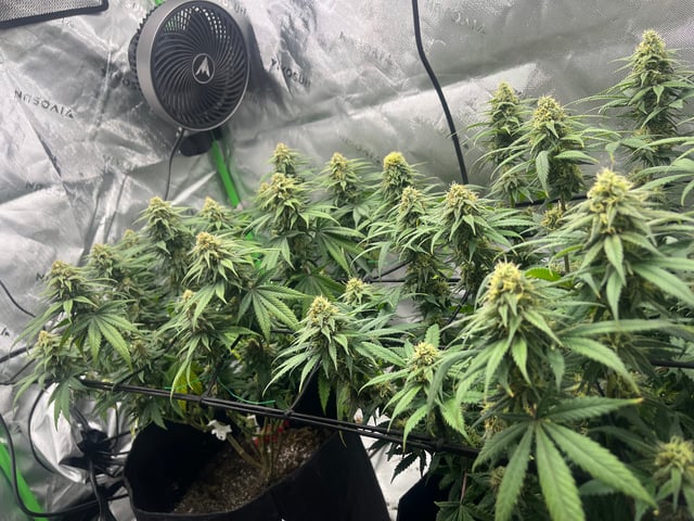 Blue Dream Photos — flower, day 88