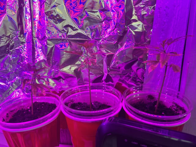 Banjo Clones — vegetative, day 33