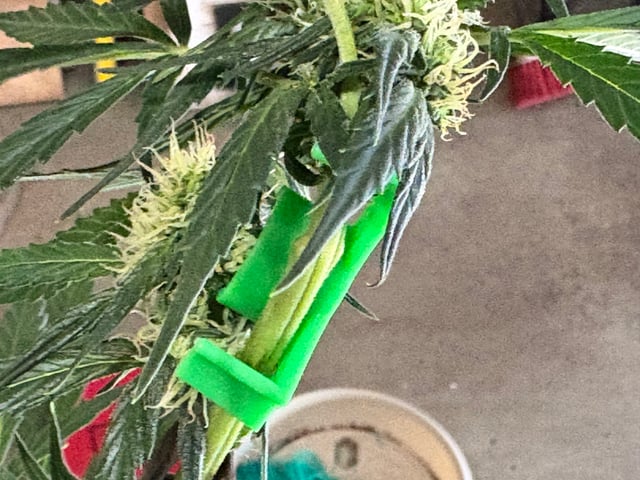 northern Lights “AUTO’S” — flower, day 7