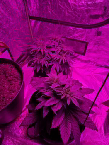 Apple fritta — vegetative, day 34