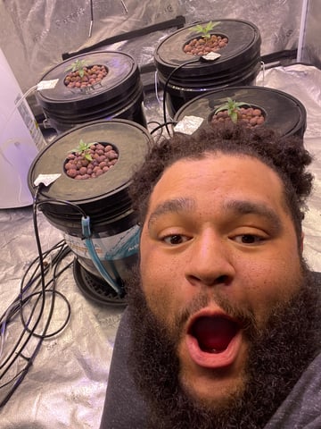 1st Ever Grow (Fat Bastard)(RDWC)  — seedling_rooting, day 20