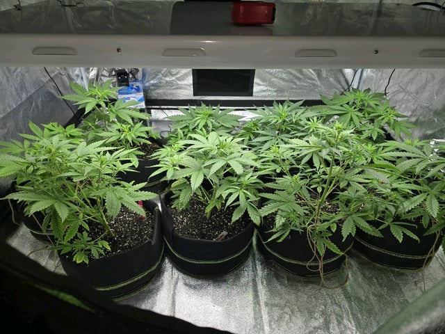 3rd Auto Grow — vegetative, day 50