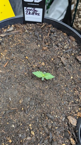 Mixed Grow — grow_setup, day 46