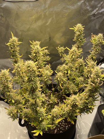 3x3 Grow