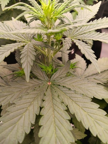 Pickle Rick — vegetative, day 15