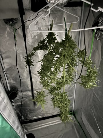 3 seeds  — harvest, day 93