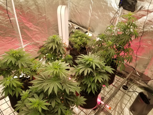 First Indoor Grow — flower, day 2
