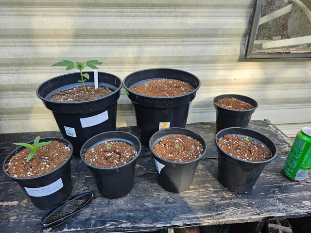 round 2 — germination, day 14