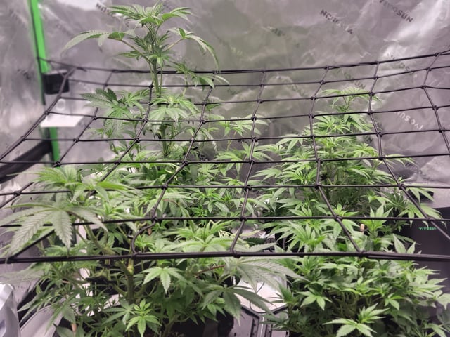 oreo blizzard — vegetative, day 31