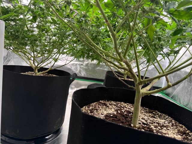 Green Gelato — flower, day 78