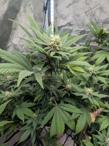 White Widow? — flower, day 44