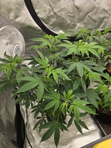 Oceanz 16 — vegetative, day 67