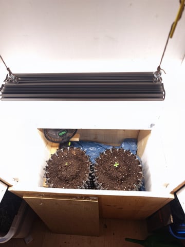 Royal Queen Seeds - Ice