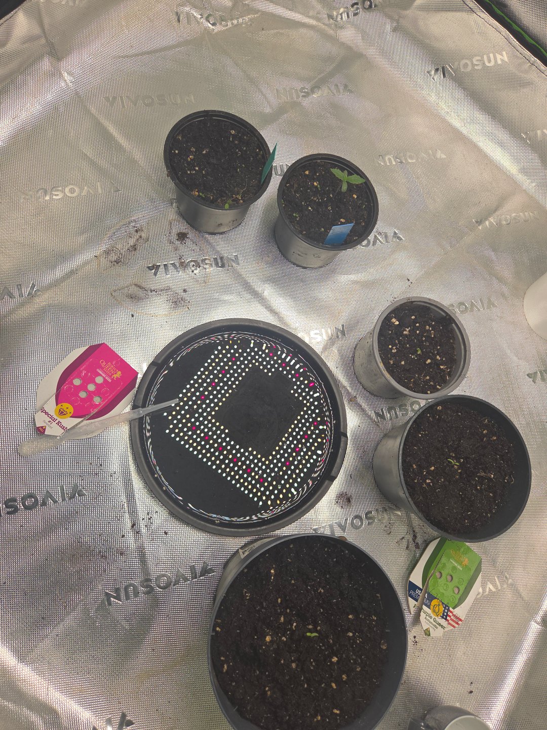 Special Kush#1 and Purple Queen Auto 