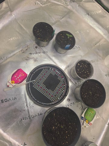 Special Kush#1 and Purple Queen Auto  — seedling_rooting, day 1