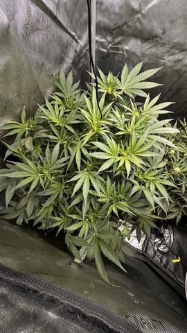 Autos: Banana Purple Punch (1)  & Guava Fig (2) — flower, day 54