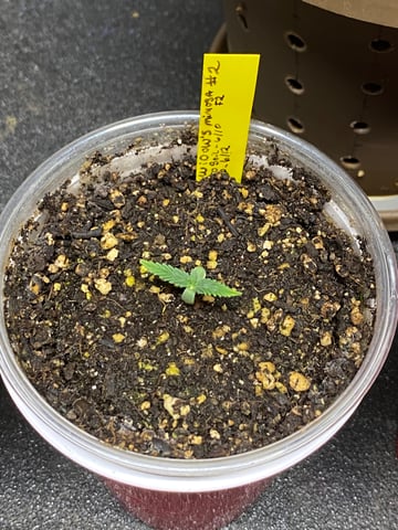 Widows Mimosa(auto) F2 progeny — seedling_rooting, day 13