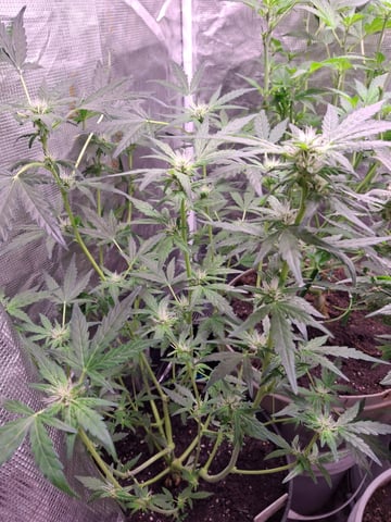 lil babies  — flower, day 30