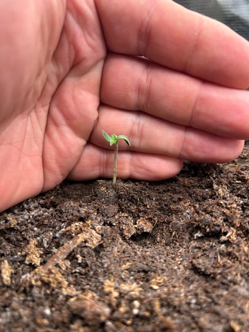 Bruce — seedling_rooting, day 1