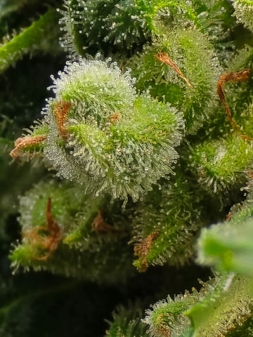 Green Gelato Auto — flower, day 71