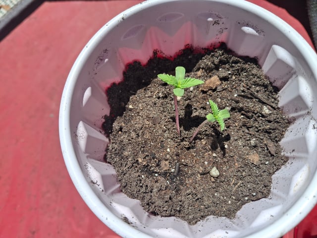 crumble fever  — seedling_rooting, day 1