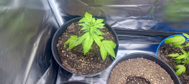 frst grow tent grow — vegetative, day 10