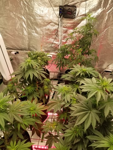 First Indoor Grow — flower, day 2