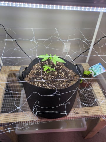 Audrey III — vegetative, day 46