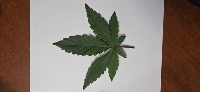 Ace Killer OG — vegetative, day 2