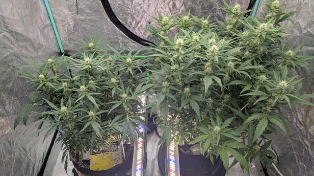 Perpetual Autoflower Mixed Grow #3 — flower, day 102