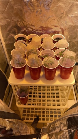 blueberry cupcake  — vegetative, day 55