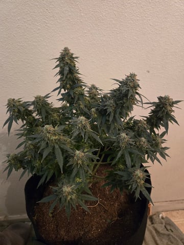 Critical Kush — harvest, day 133