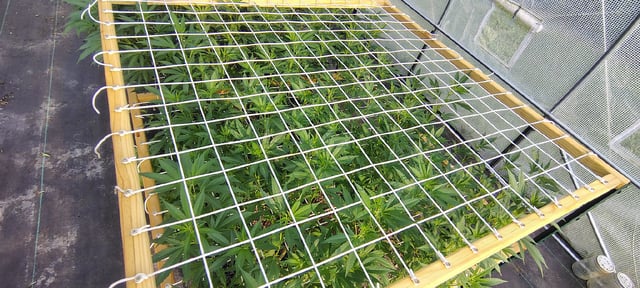 Outdoor 2026 — vegetative, day 60