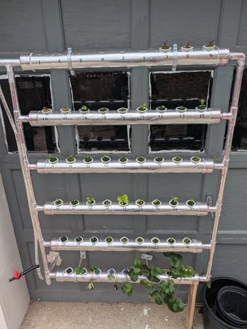 outdoor hydro ladder — vegetative, day 5