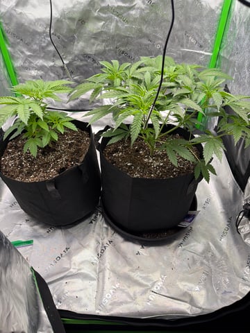 first tent grow — vegetative, day 40