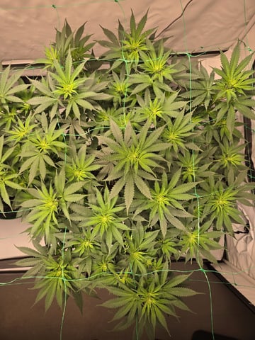 Zoap & Mimosa x OrangePunch — flower, day 78