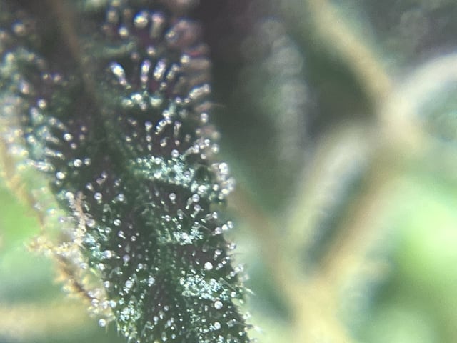 First attempt grow 😶‍🌫️ — flower, day 115