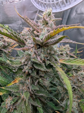 Boogie Brew Basic — flower, day 97