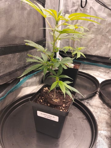 Nana's x BBC  — seedling_rooting, day 1