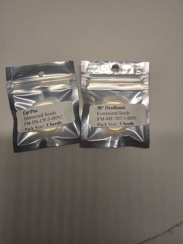 Summers — seedling_rooting, day 1