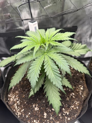My First Grow — vegetative, day 22