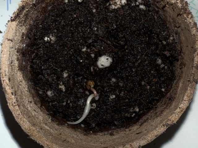 First Grow — seedling_rooting, day 1