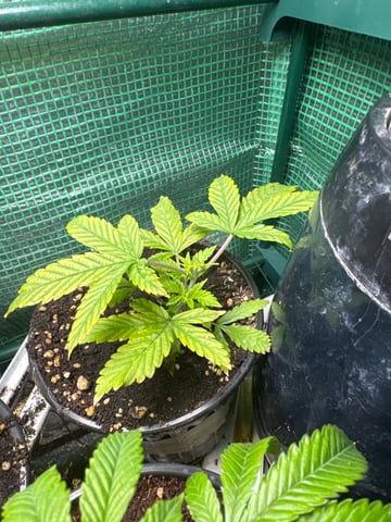 first indoor — vegetative, day 29