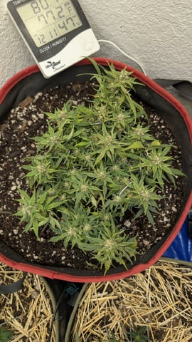 All White Spring Grow — flower, day 57