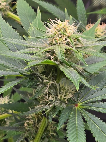 Purple Haze  — flower, day 76