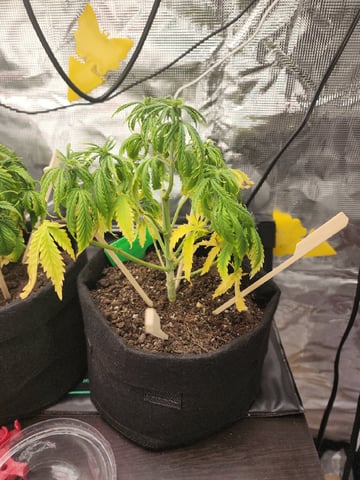 HE1E we GROW  — vegetative, day 66