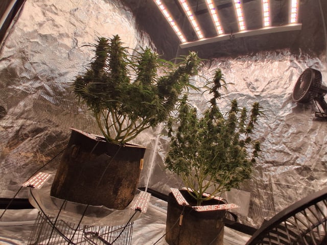 Seedman mix auto & seedman mix auto & GodFather OG — flower, day 89