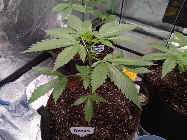 Fruity Pebbles OG (photo) & Oreos (photo) — vegetative, day 1